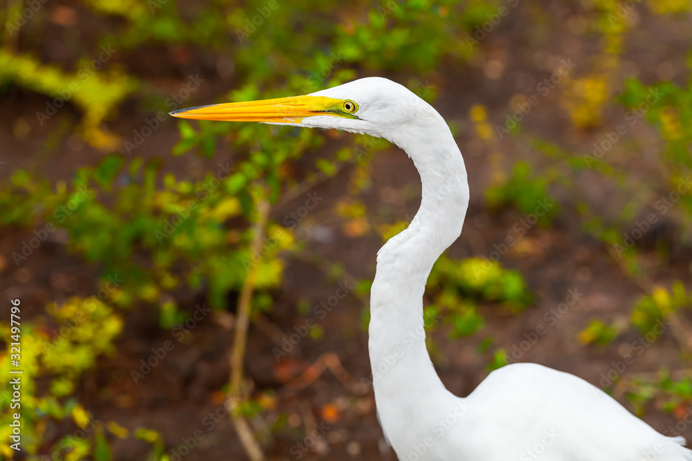 Portrait of the great egret