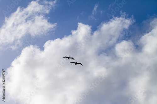 Two pelicans fly in the blue sky