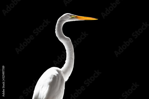Tableau sur toile Profile portrait of the great egret isolated on black