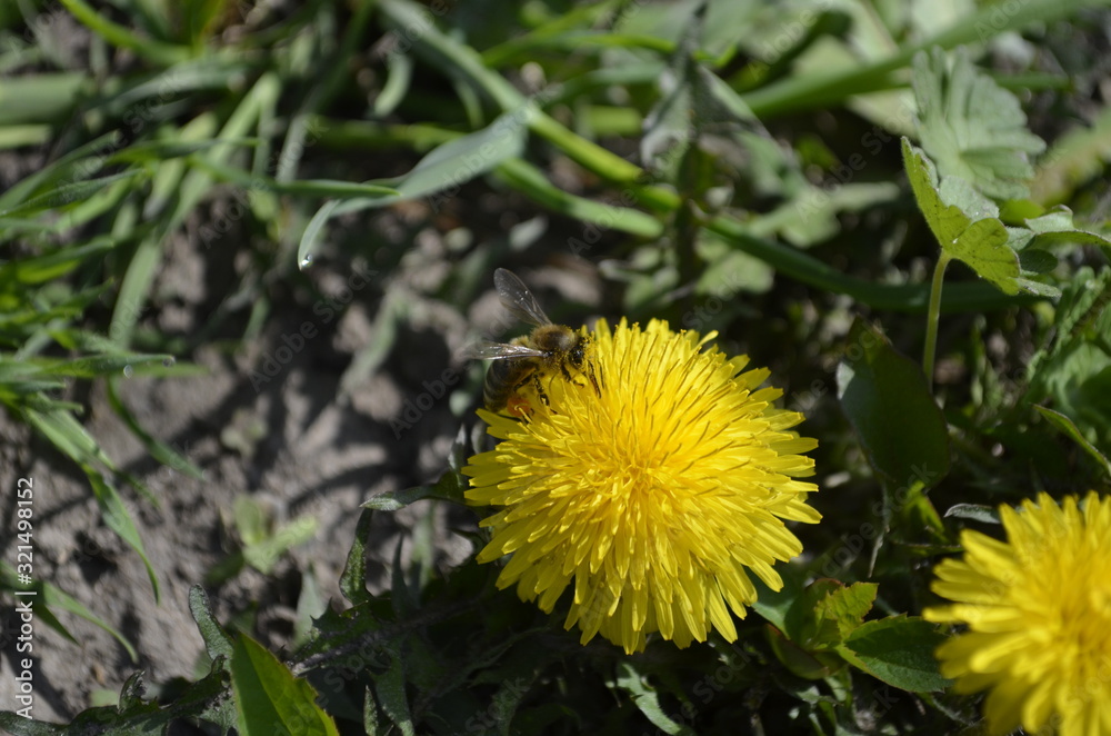 yellow flower dandelion to which bee flies among green grass in summer close up yellow flower dandelion to which bee flies among green grass in summer close up
