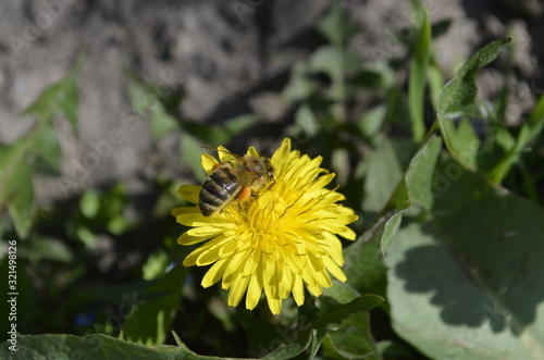 yellow flower dandelion to which bee flies among green grass in summer close up  photo