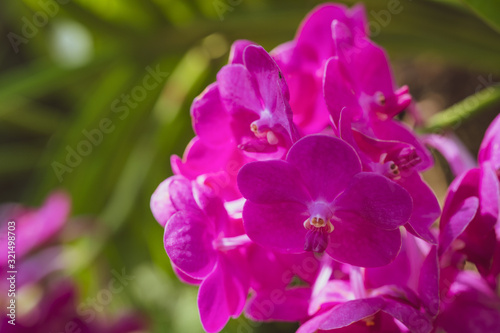 beautiful bright coloured wild flowers growing  for background and texture
