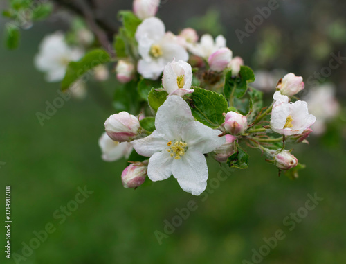 Apple tree blossom flowers in early spring