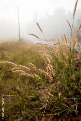 grass in the wind