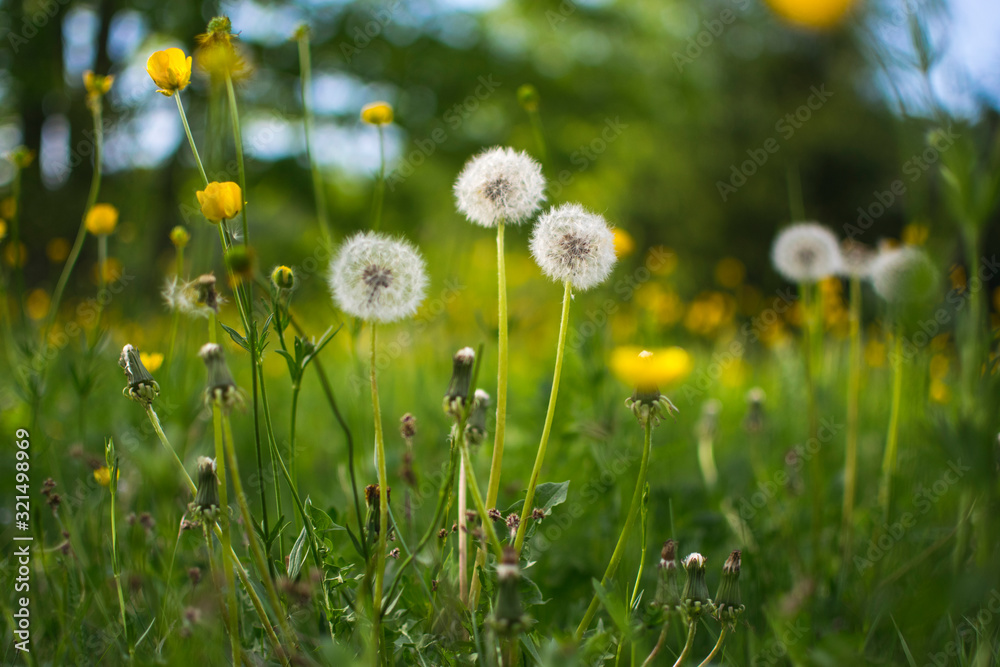 Rununculus flowers on green meadow in spring Rununculus flowers on green meadow in spring