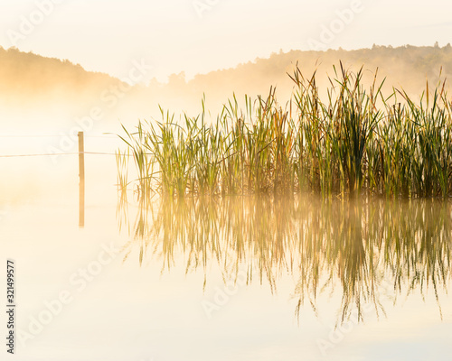 Obraz na plátně Reeds reflected in a soft pond, Sweden.
