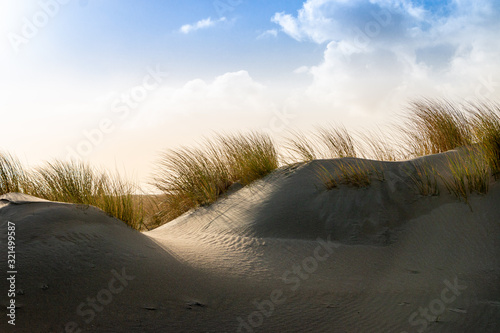 Scenery of dunes and dune grass in the Netherlands at the North Sea near Hoek van Holland