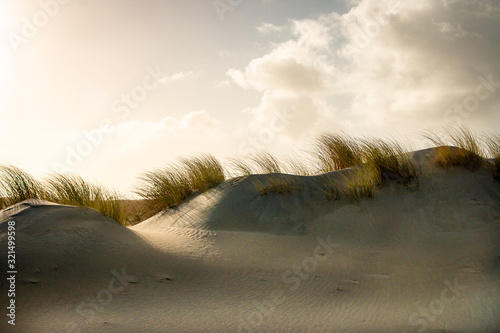 Fototapeta Naklejka Na Ścianę i Meble -  Scenery of dunes and dune grass in the Netherlands at the North Sea near Hoek van Holland