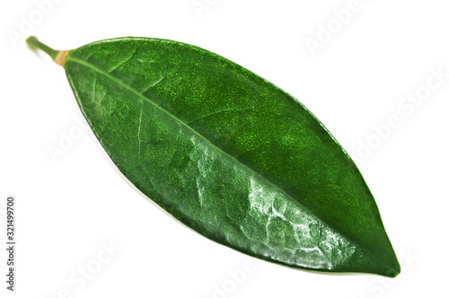 green Ceylon tea leaf on white