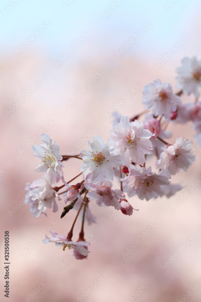桜(八重紅枝垂) 桜(八重紅枝垂)