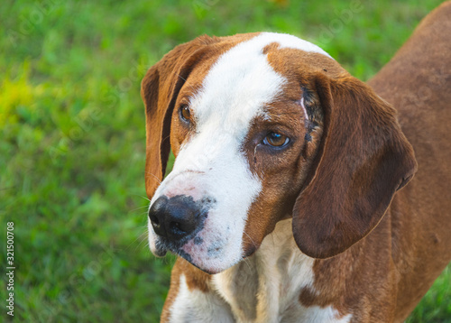 Fotografie Portrait of old wounded hunter dog