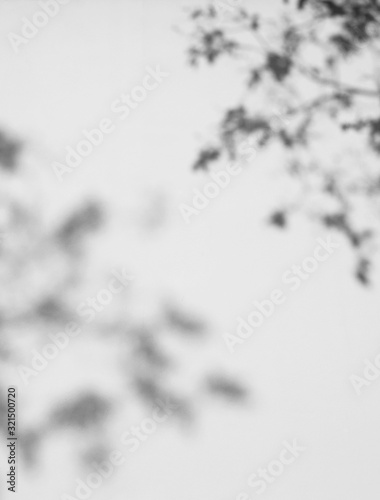 shadow of the leaves on a white wall