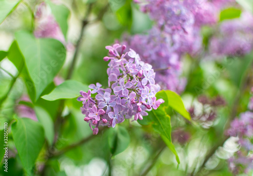 Lilac flowers spring blooming scene.