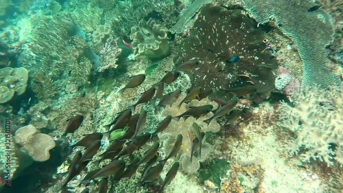 Beautiful underwater landscape with tropical fish and corals, underwater footage. Seascape under water. Raja Ampat, Indonesia..