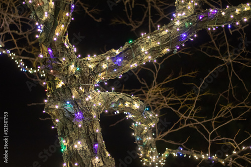 Multicolored lights wrapped around trees and branches.