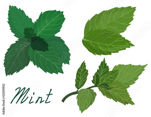 Fresh green tea spring and mint leaves set .Vector illustration of plant on isolated background. Eps 10