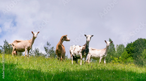 Four goats on beautiful mountain meadow