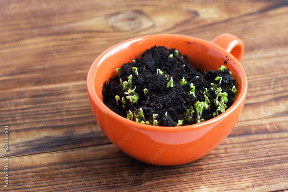 green sprouts in orange cup. Landing of seedling green sprouts in orange cup. Landing of seedling