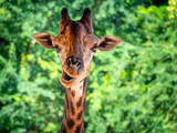 portrait of giraffe on green nature background. giraffe's head in the nature. Giraffe Staring To The front. Close-up of a giraffe eat leaves in front of some green trees, looking at the camera