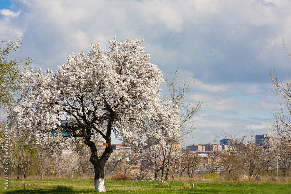 Flowering apple trees against city Yerevan , Armenia Flowering apple trees against city Yerevan , Armenia