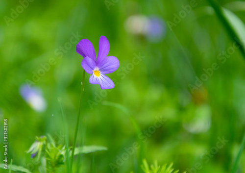 Single violet flower in green meadow