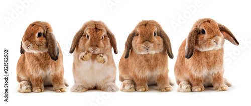 rabbit in Food isolated on a white background