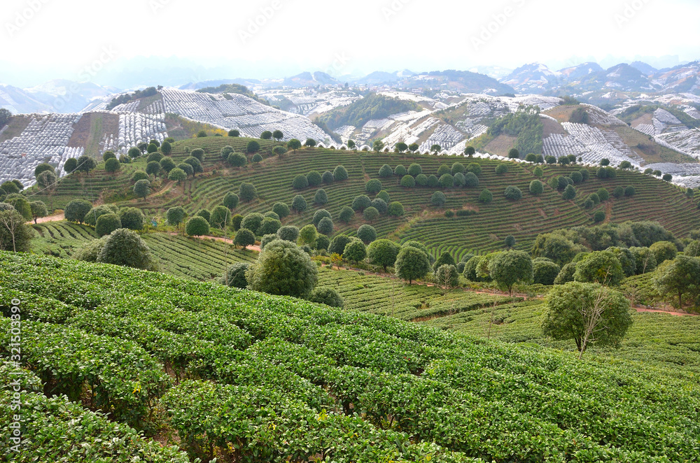 Tea Farm in the Mountains of Guangxi, China