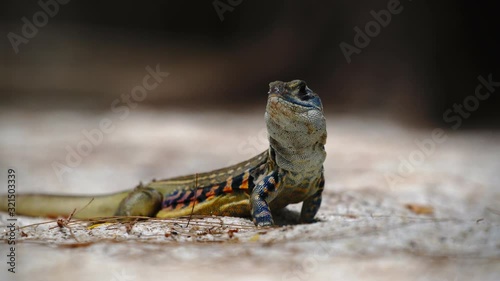 Butterfly lizard live on land or sandy land, running at the end of frame., Lockdown.