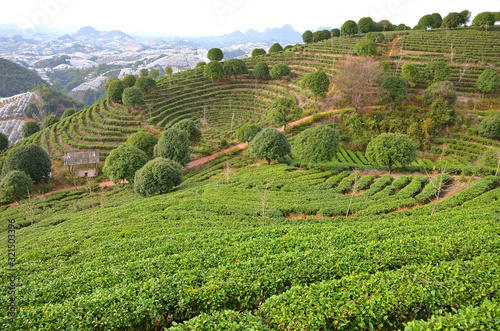 Tea Farm in the Mountains of Guangxi  China