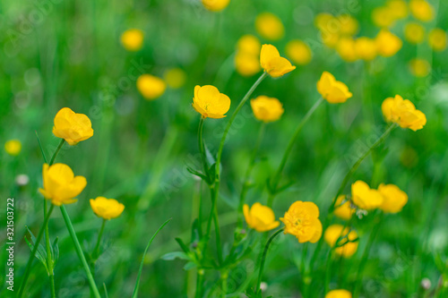Rununculus flowers on green meadow in spring