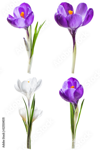 Spring crocus flowers isolated on white
