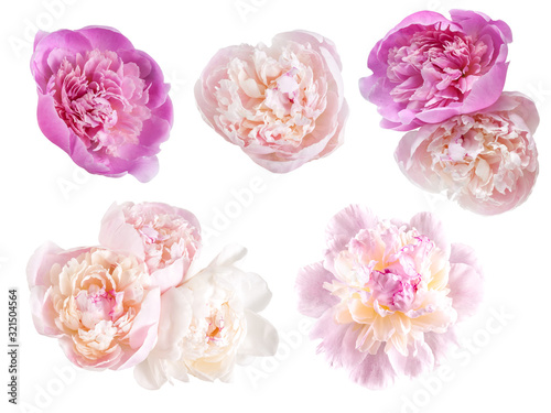Spring peony flowers isolated on white © firewings