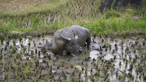 buffalo soaked itself in the mud in the rice field , countryside Vietnam, Asean pet for farmer..