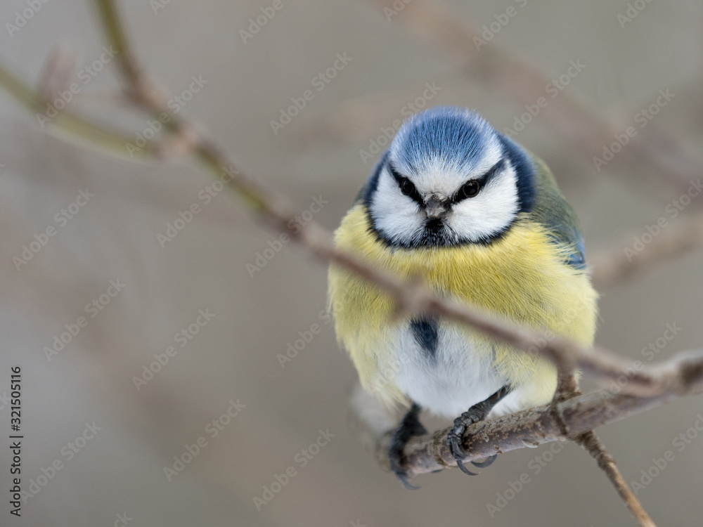 Obraz premium OLYMPUS DIGITAL CAMERA