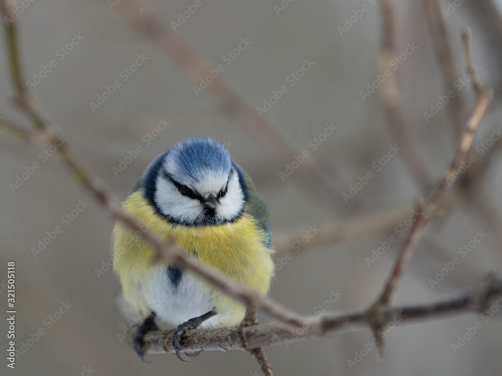 Fototapeta premium OLYMPUS DIGITAL CAMERA