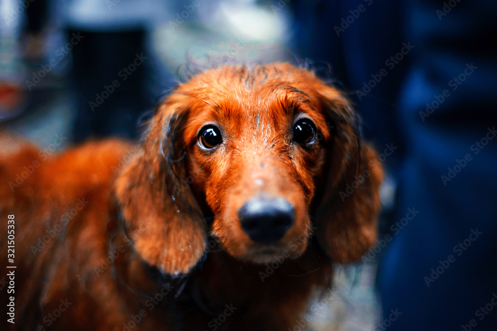 Close-up portrait of dark brown dachshund looking in camera in rainy day. Long red dog best friend of human. Hunting dog on city street Close-up portrait of dark brown dachshund looking in camera in rainy day. Long red dog best friend of human. Hunting dog on city street