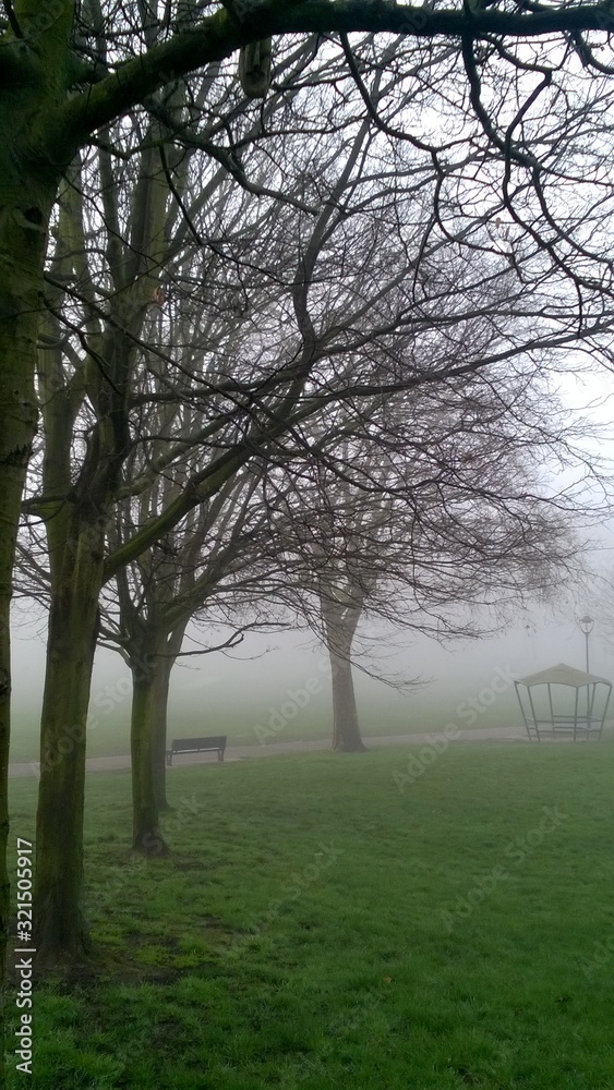 trees in fog trees in fog