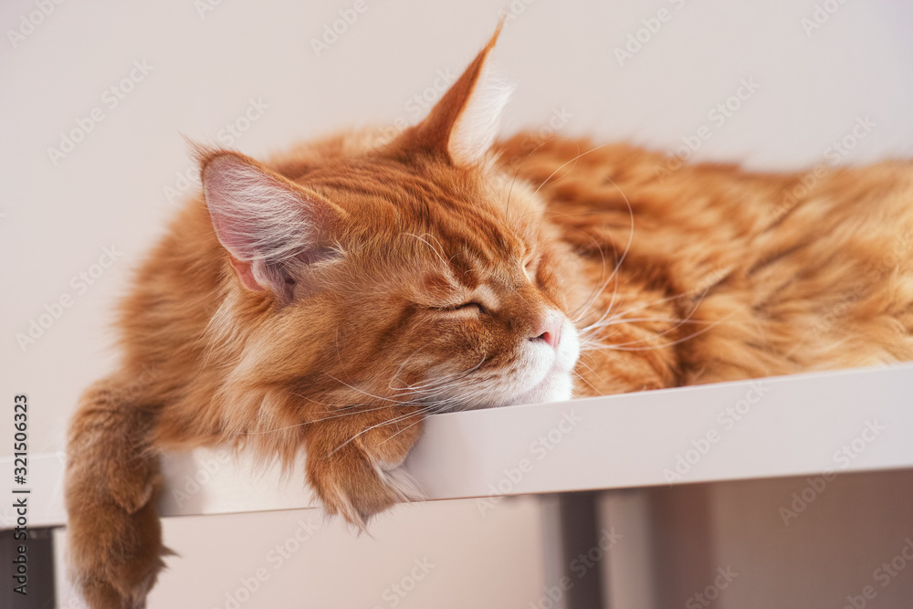 Red maine coon cat sleeping on a table