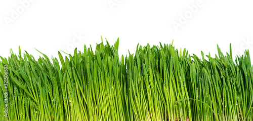 Green grass close-up on a white background isolated