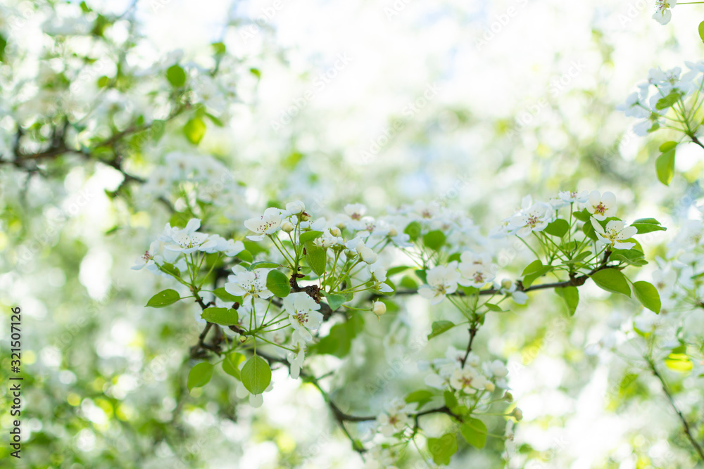 Beautiful blossom flowers on pear tree in early spring Beautiful blossom flowers on pear tree in early spring