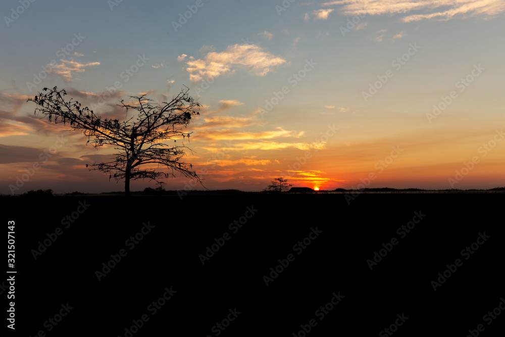 Single Tree during sunrise in Everglades national park