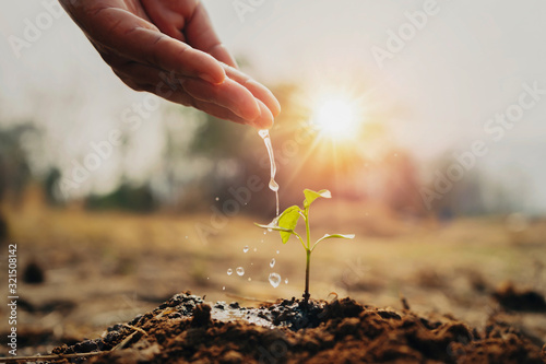 hand watering young plant in garden with sunrise
