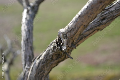 Close Up Branch