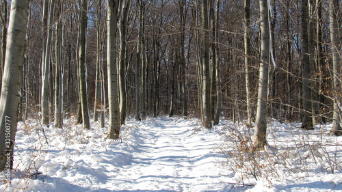 road in winter forest covered with snow. landscape with forest in winter.