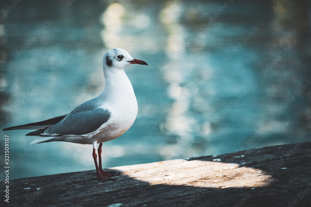 Small specimen of Black-headed gull Small specimen of Black-headed gull