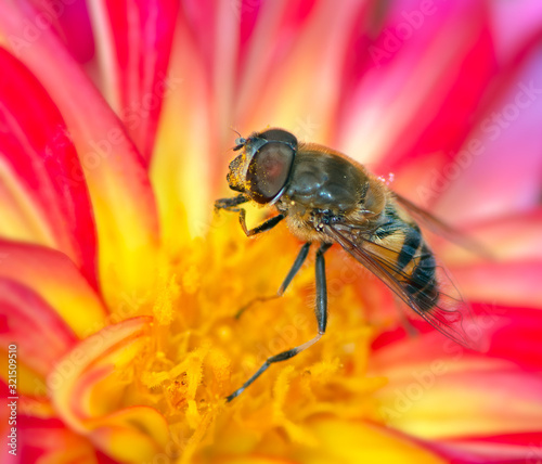 Bee pollinating on a flower blossom © manfredxy
