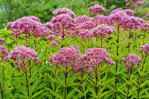 Joe Pye Weed a herbaceous wildflower growing in rural North America