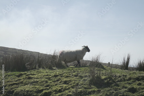 Highland Sheep