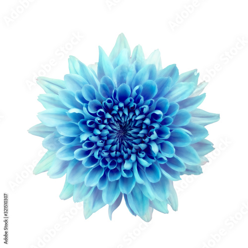 Blue flower chrysanthemum. Garden flower. white isolated background with clipping path. © puwa2827