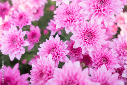 Pink flower chrysanthemum in garden.